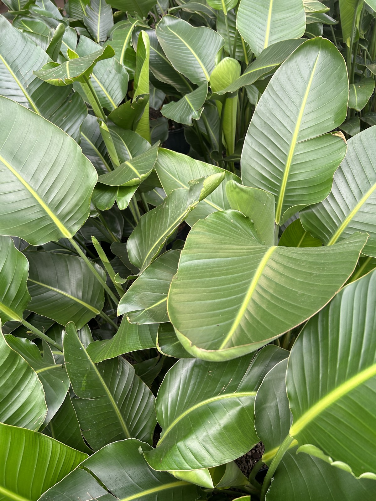 Bird of Paradise Plant